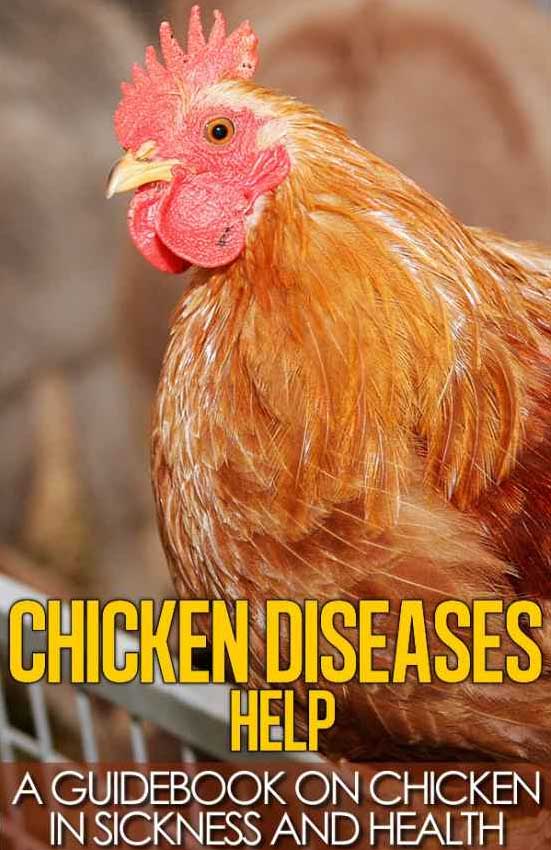 chicken-diseases-help-a-quick-guidebook-on-chicken-in-sickness-and