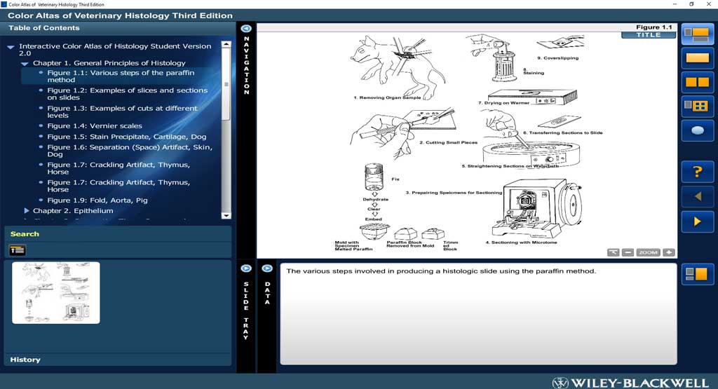 Dinosaur skeleton in AutoCAD CAD download 6203 KB