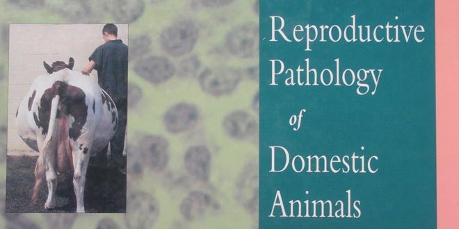 discovery1.school.nz