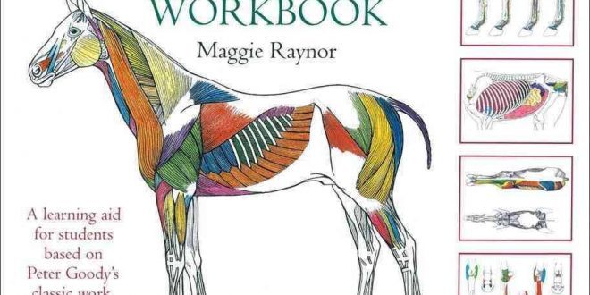 The Horse Anatomy Workbook | VetBooks