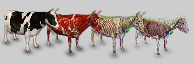 3D Bovine Anatomy: Android App | VetBooks
