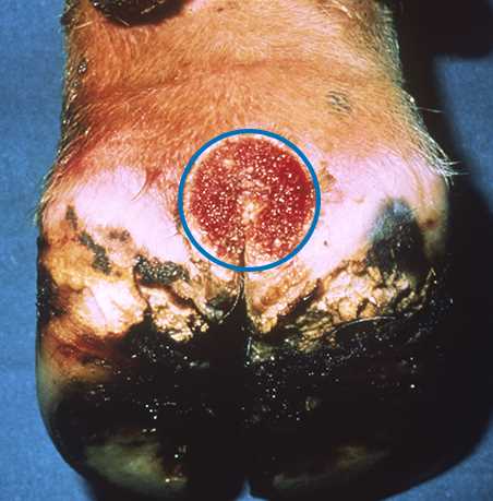 Digital Dermatitis Severity 1