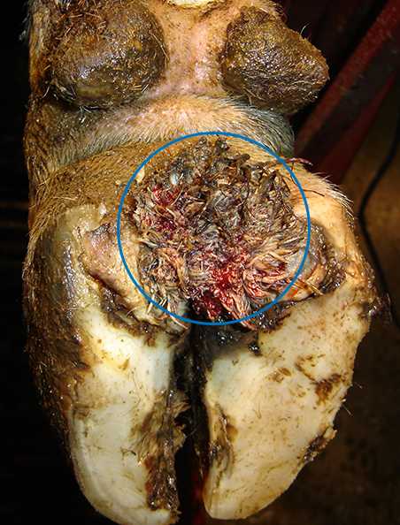 Digital Dermatitis Severity 2