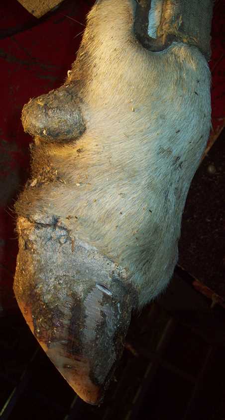 Dairy Cattle Hoof Lesion Identification