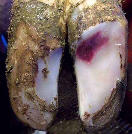 Sole Hemorrhage Severity 2