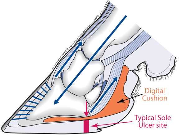 Sole Ulcer Mechanism