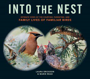 Into-the-Nest;-Intimate-Views-of-the-Courting,-Parenting,-and-Family-Lives-of-Familiar-Birds