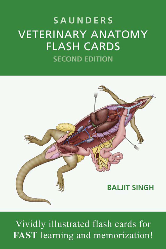 Saunders Veterinary Anatomy Flash Cards, 2nd Edition | VetBooks