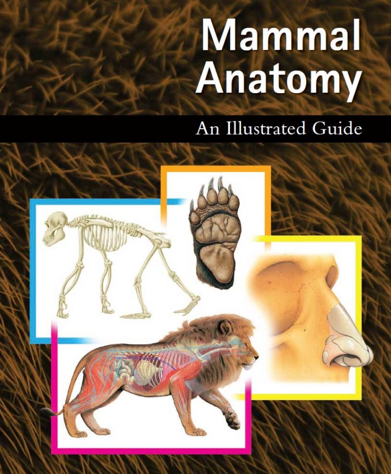 Mammal Anatomy: An Illustrated Guide | VetBooks