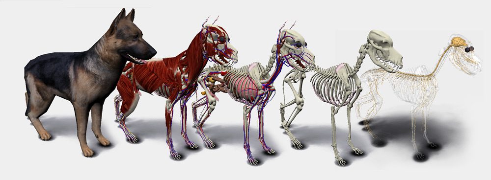 3D Dog Anatomy: Android App | VetBooks