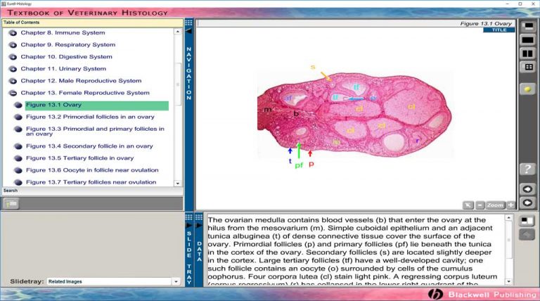 Dellmann’s Textbook Of Veterinary Histology, 6th Edition CD 4 | VetBooks