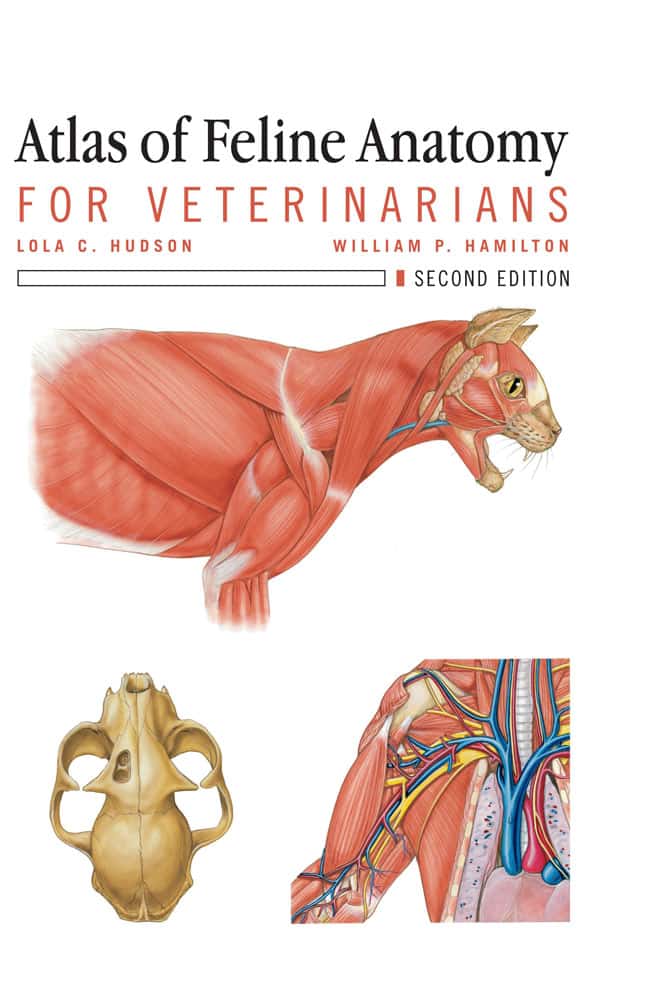 Atlas of Feline Anatomy for Veterinarians, 2nd Edition | VetBooks