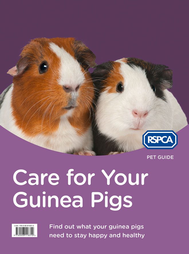 RSPCA Pet Guide: Care For Your Guinea 