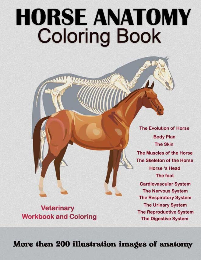 Horse Anatomy Coloring Book | VetBooks