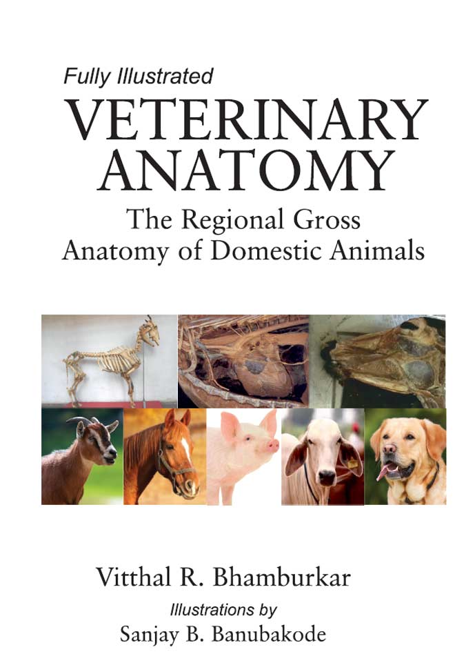 Veterinary Anatomy: The Regional Gross Anatomy of Domestic Animals |  VetBooks